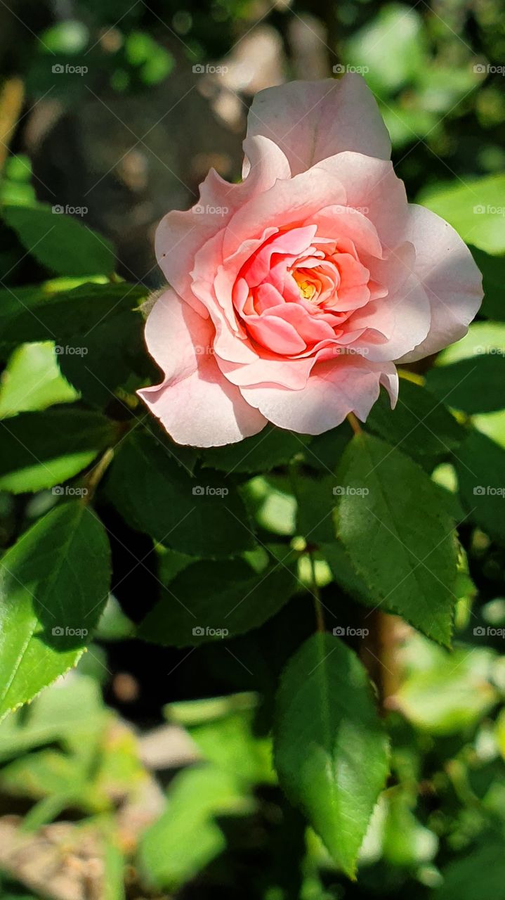 tender pink rose hidden in green leaves closeup