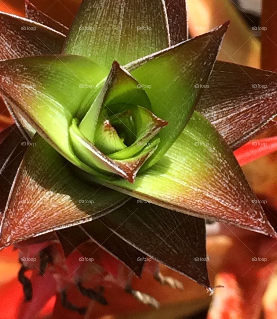 The top of a red pineapple 