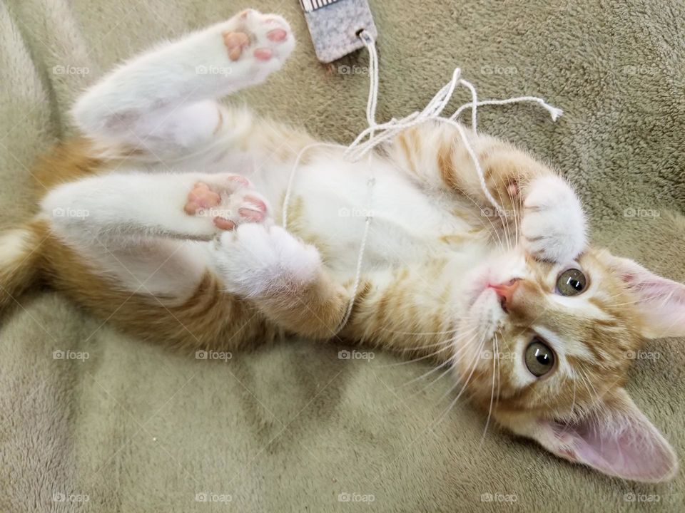 Ginger Tabby Female Kitten on Her back with her white tummy fluff showing playing with a string