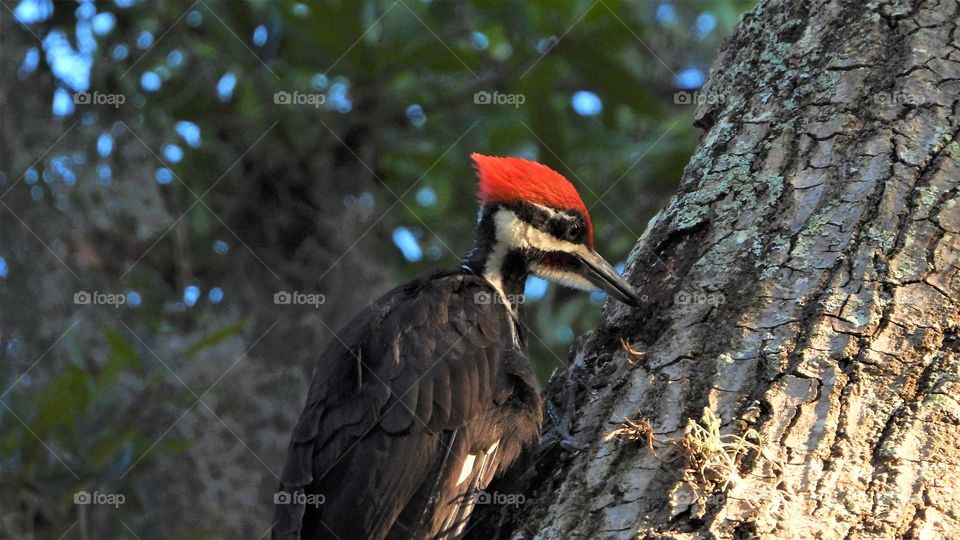Pileated Woodpecker on a tall oak tree in Florida USA