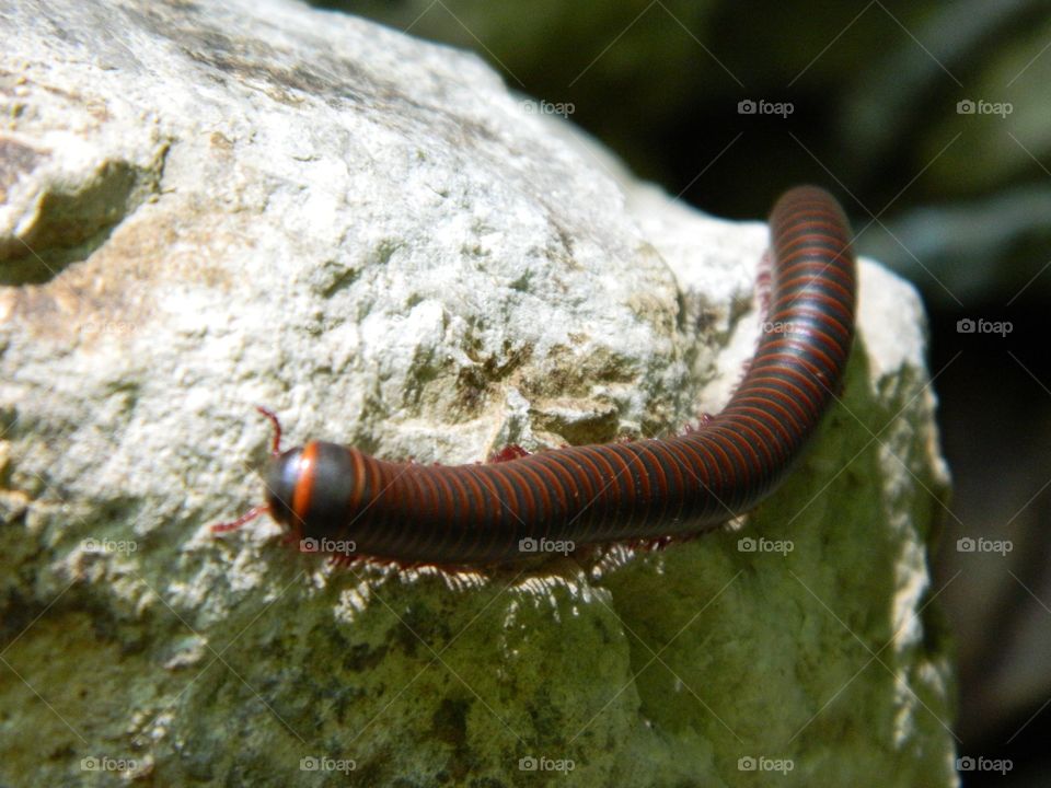 millipede on rock