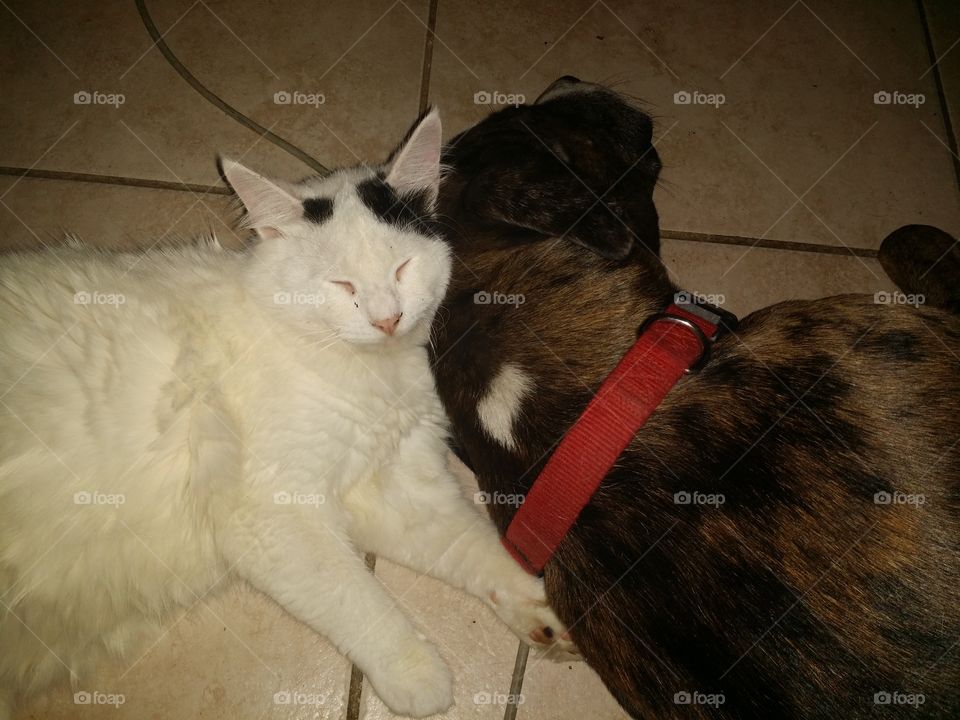 Mammal, Portrait, Cute, Animal, Pet