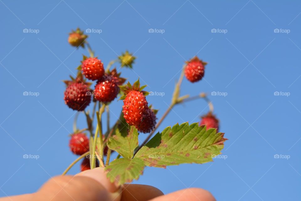 wild strawberries in the hand, love earth