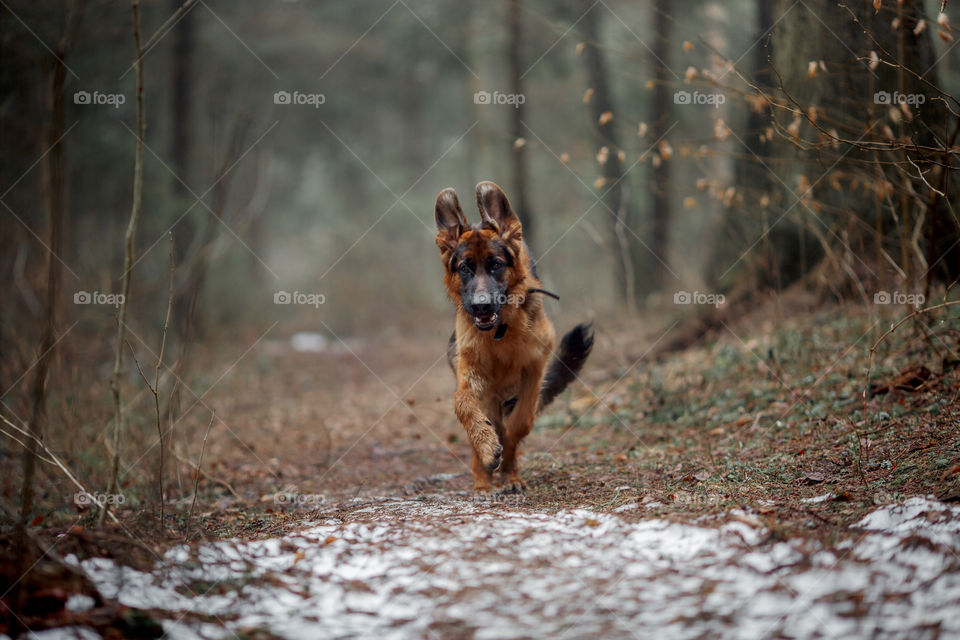 German shepherd young male dog walking outdoor at spring day
