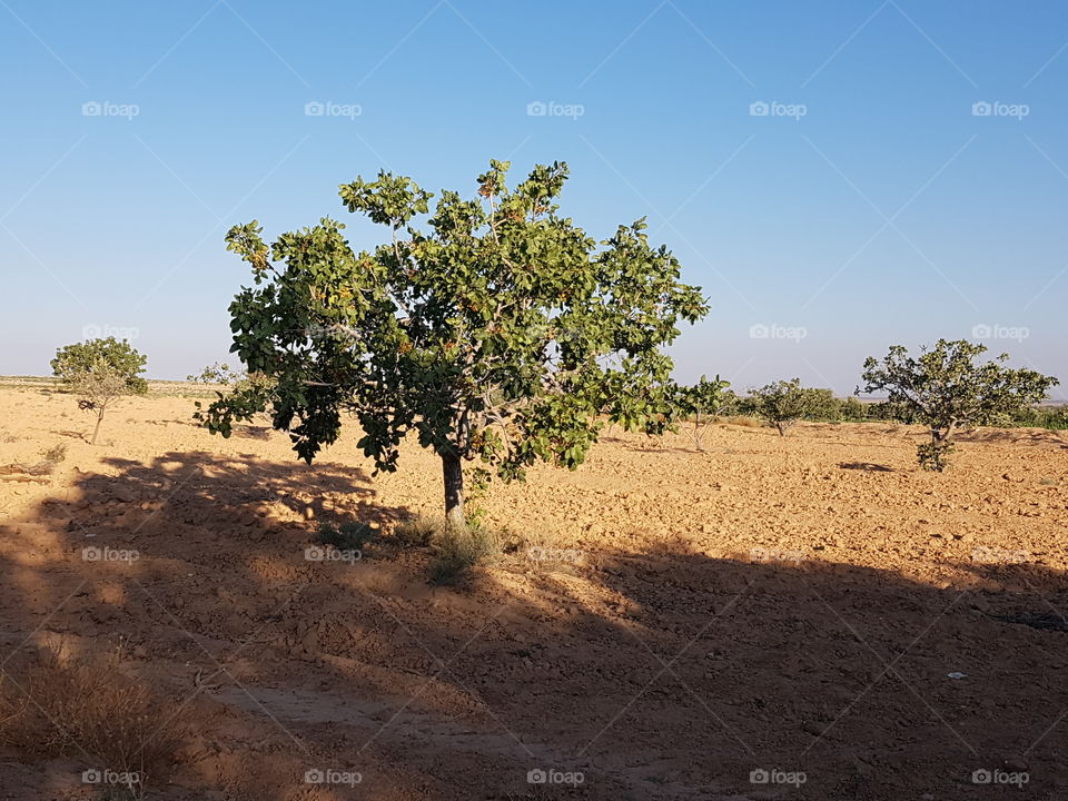 pistachios tree Tunisia