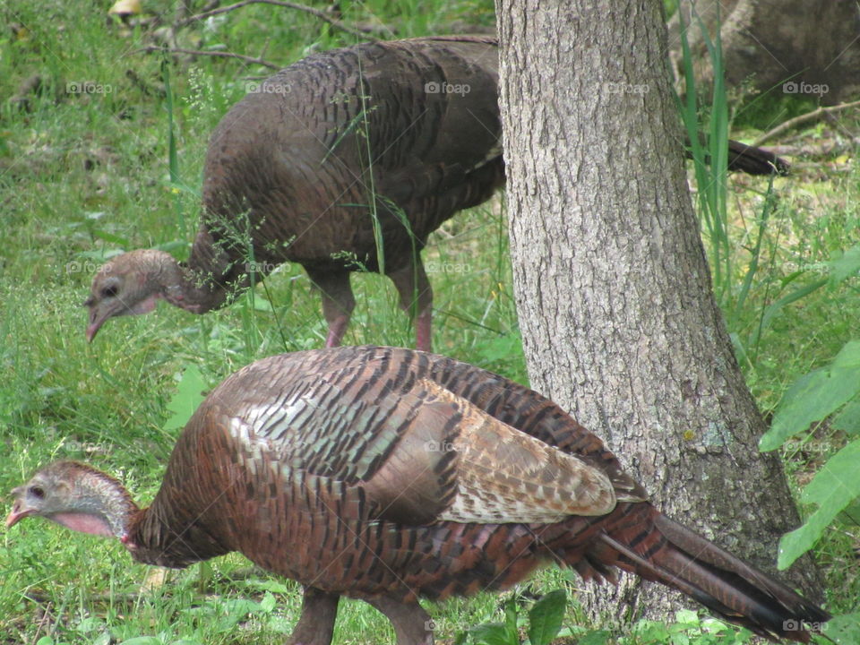 Turkeys