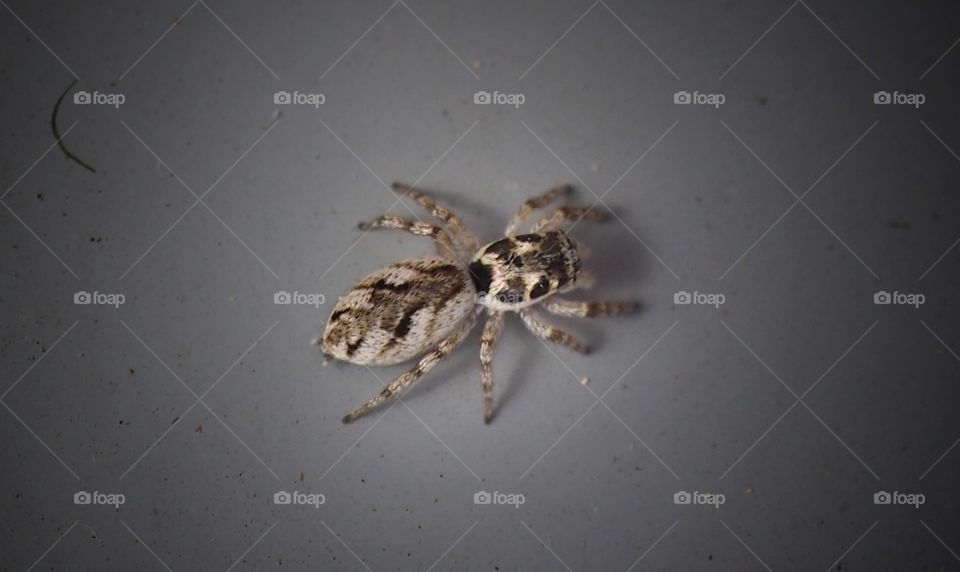 jumping spider