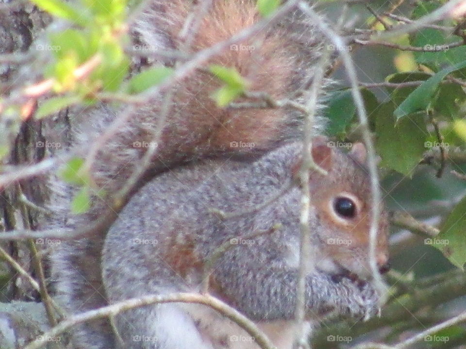 Squirrel