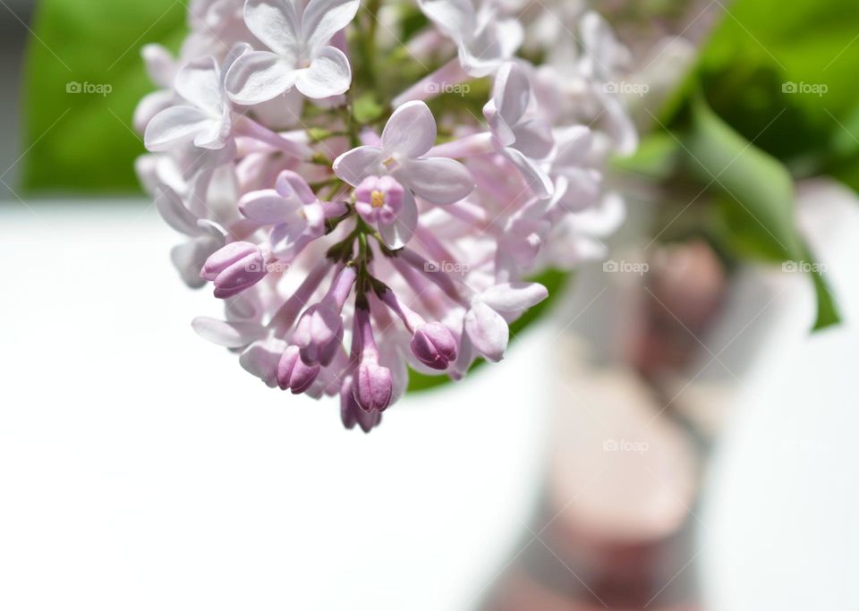 lilac purple flowers beautiful spring nature