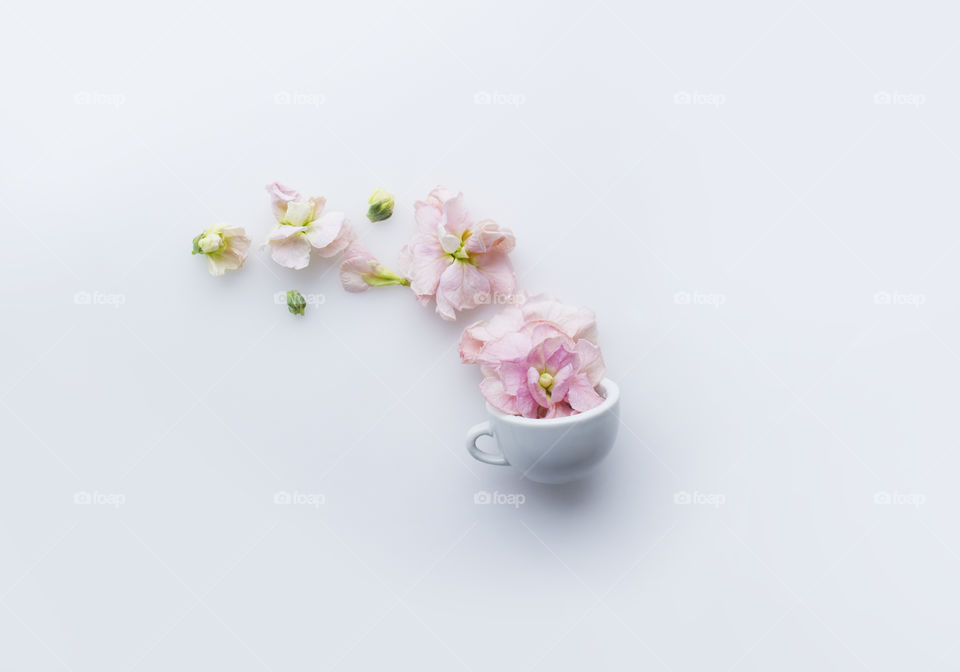 Tiny cup of fresh pink flowers isolated on a white background 