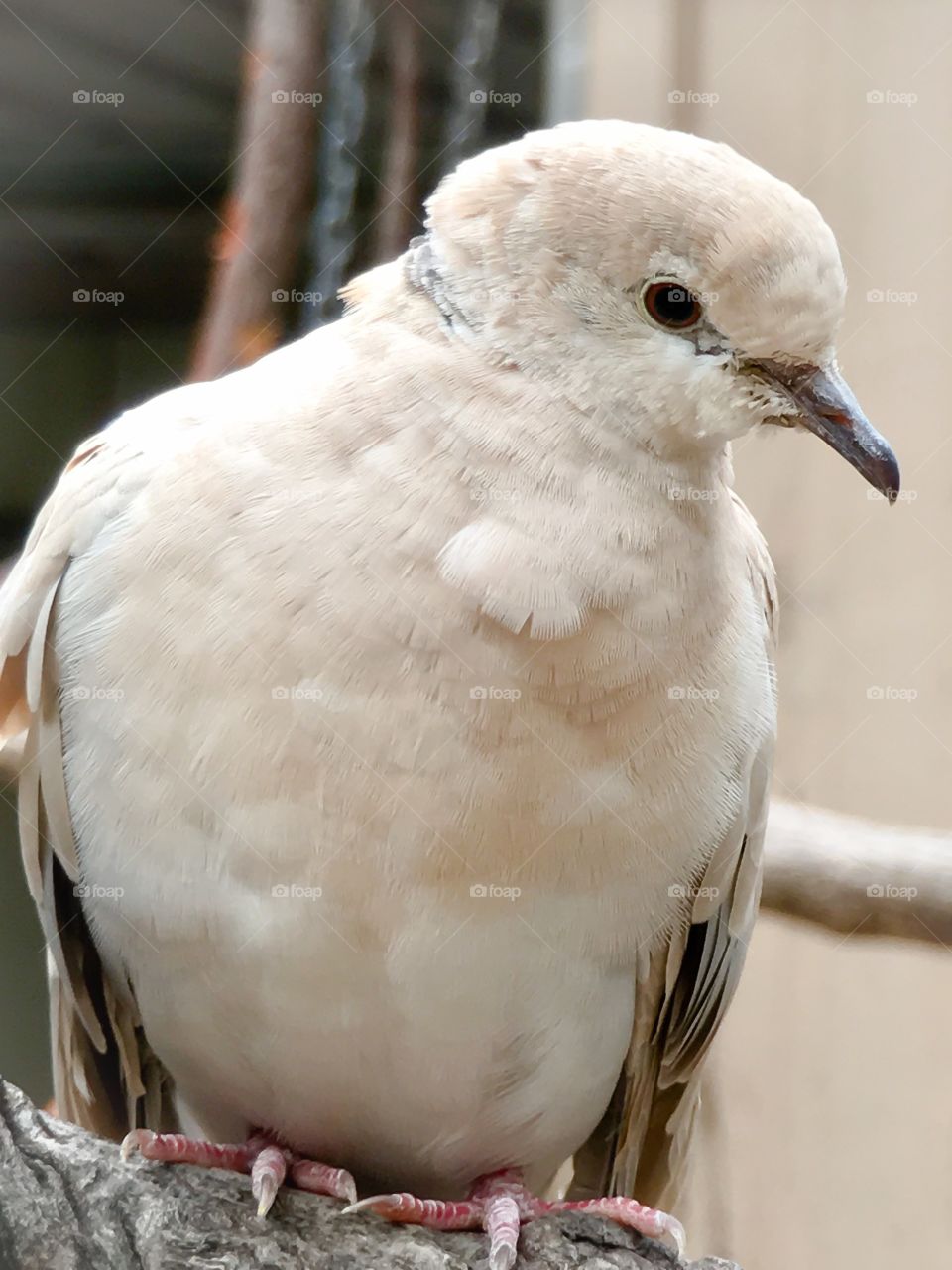 Closeup image white ring necked dove bird