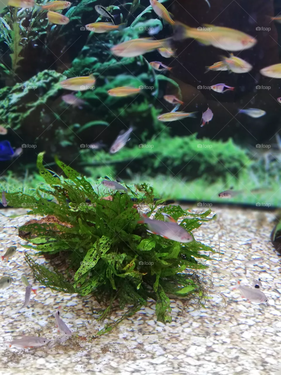fish