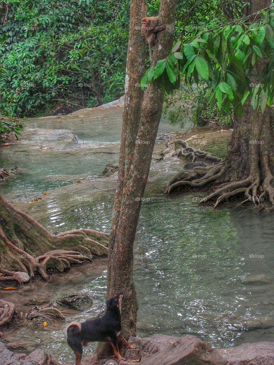 Dog and monkey at Erawan Waterfalls, Thailand