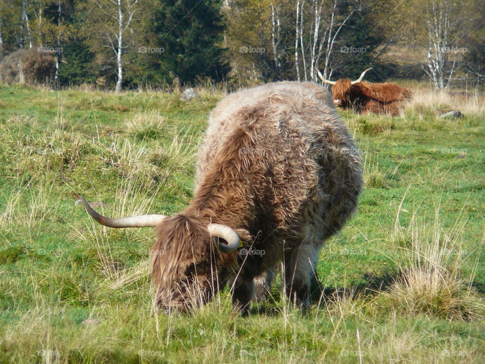 nature cow long horn by jgajdos