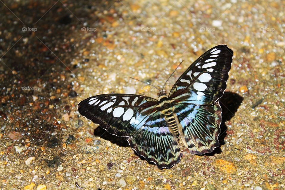 Blue Butterfly