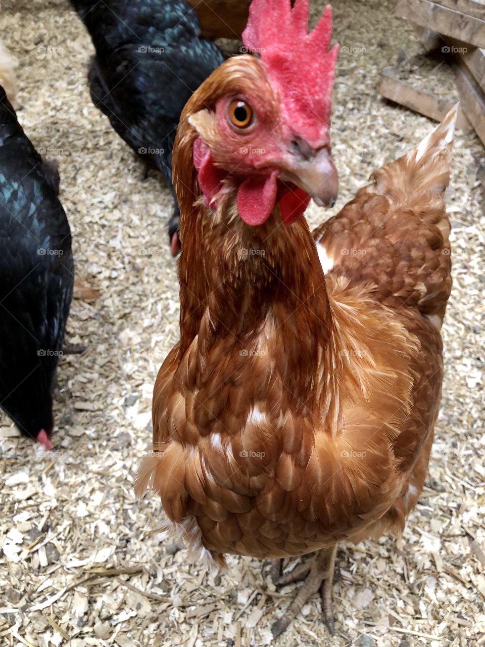 Red hen posing for the camera
