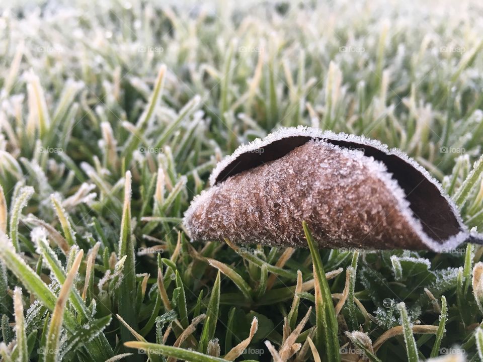 Crispy Ice Leaf