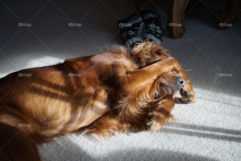 Funny moment when Quinn our dog used his paws to protect his eyes from the sun rays ... too lazy to move 🐶 😂