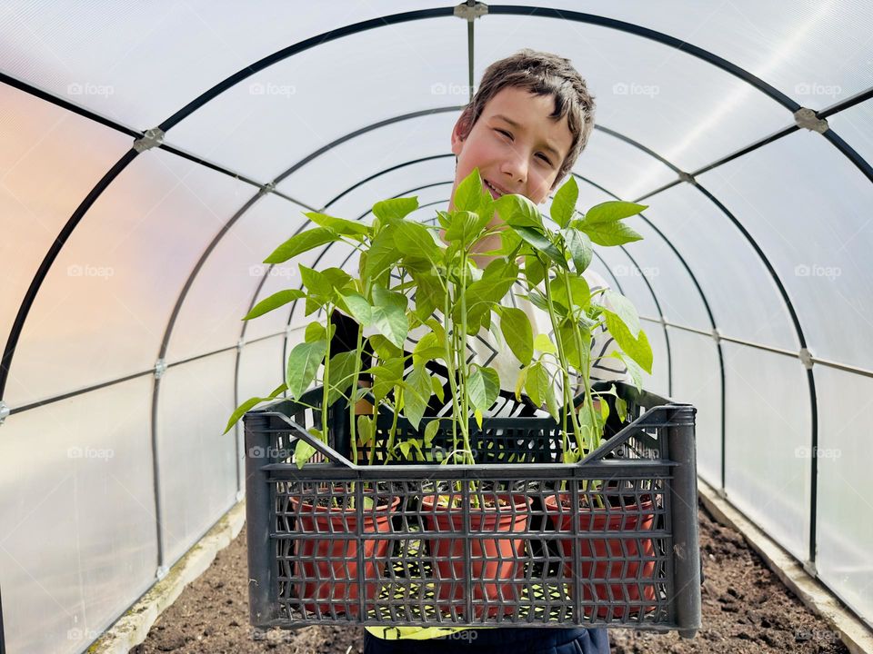 pepper seedlings in a greenhouse