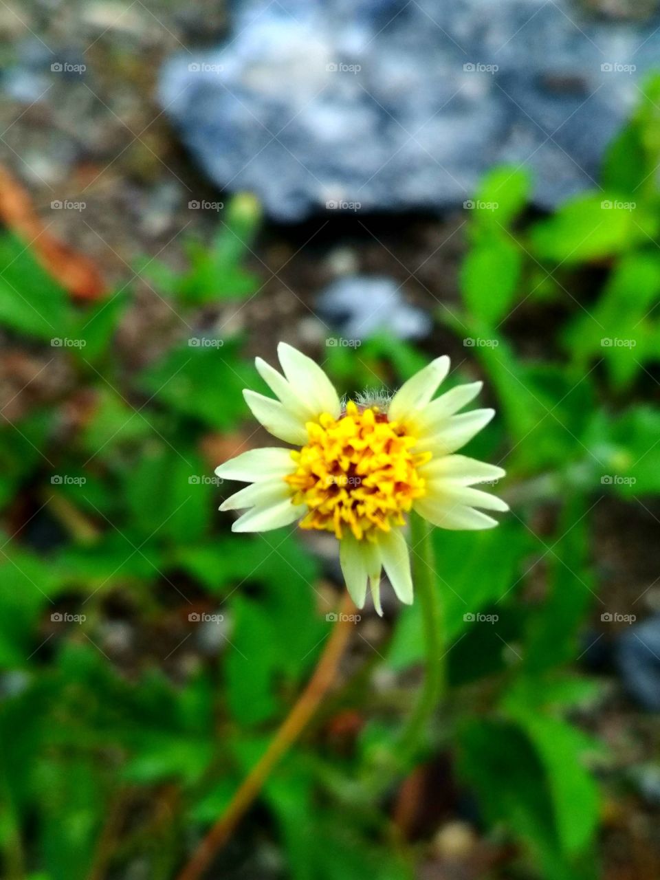 Tiny flower in bloom