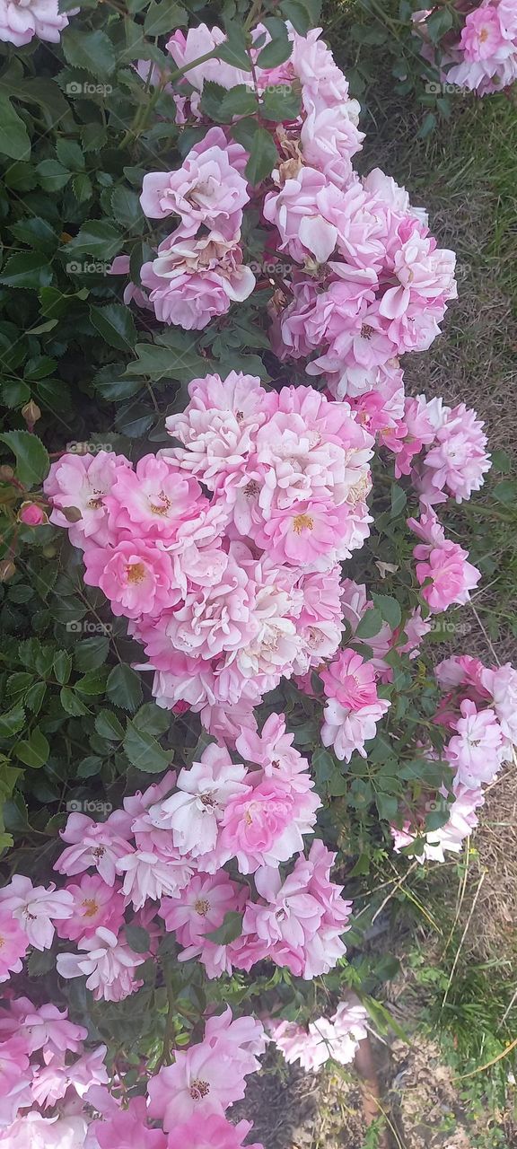 pink roses
