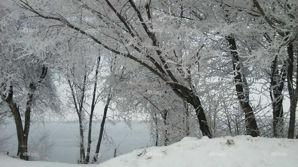 frosted trees