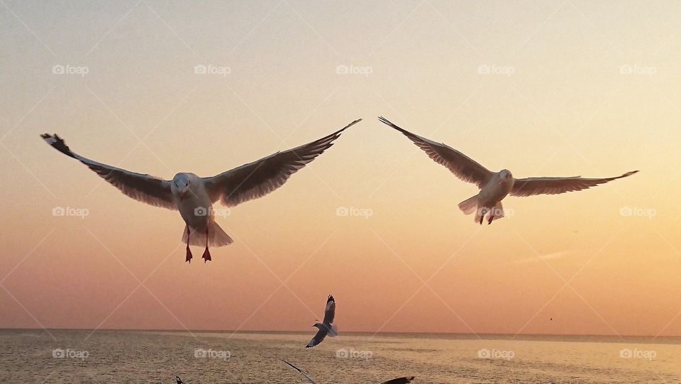 to flying over the sea