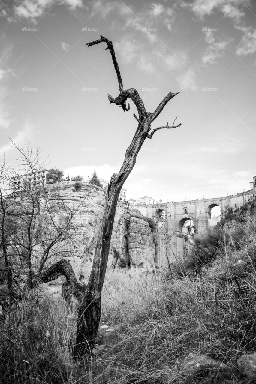 black and white shot of the bridge at Ronda with a tree in the foreground