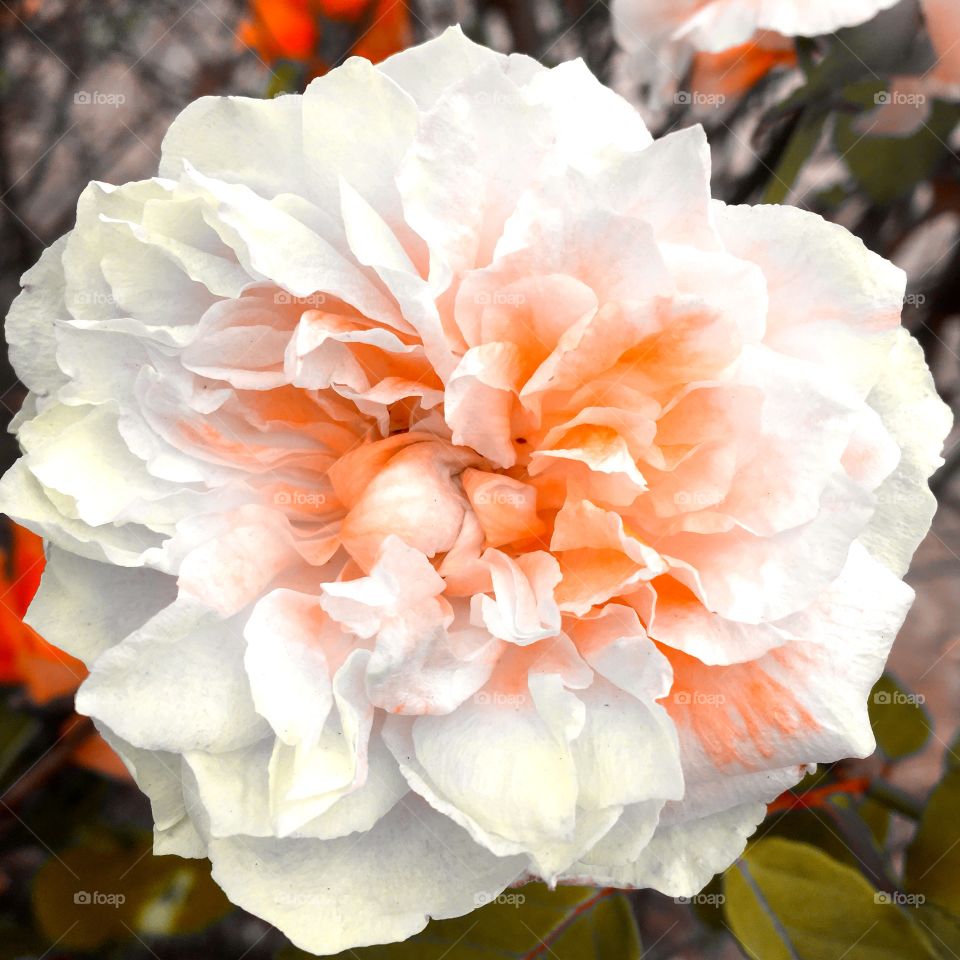 FOAP MISSIONS - Very beautiful flowers marking the year 2019. Long live nature!  And the perfection of the petals of this rosebud? / Flores muito bonitas marcando o ano de 2019. Viva a natureza! E a perfeição das pétalas desse botão de rosa?