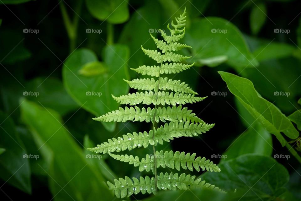 A marsh fern reaching to the sky. Raleigh, North Carolina. 