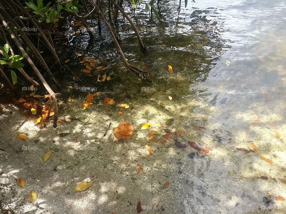 the pretty water at shoreline.