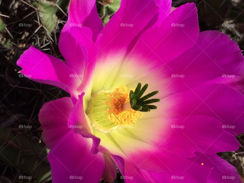 Macro shot of a pink flower