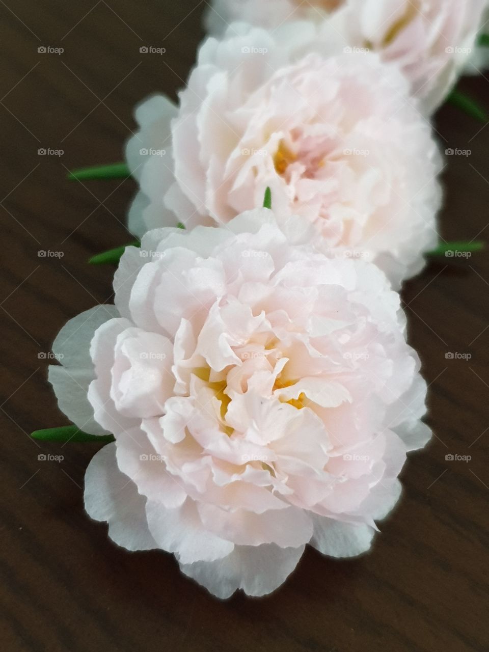 my beautiful Portulaca grandiflora