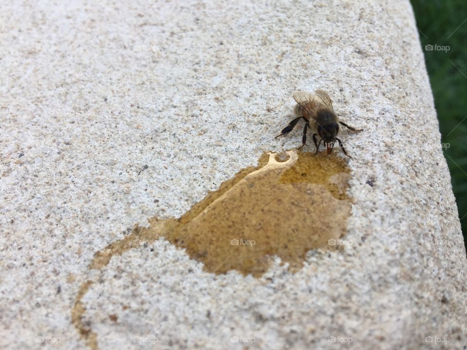 Hungry Bee 