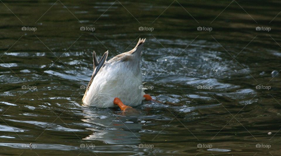 Ducks bottom 