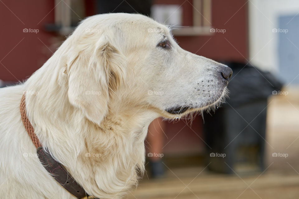 Golden Retriever portrait