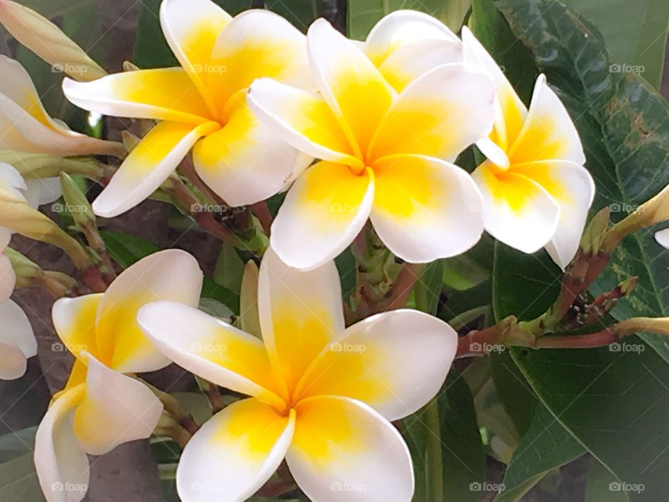 Frangipani flowers on bush white and yellow