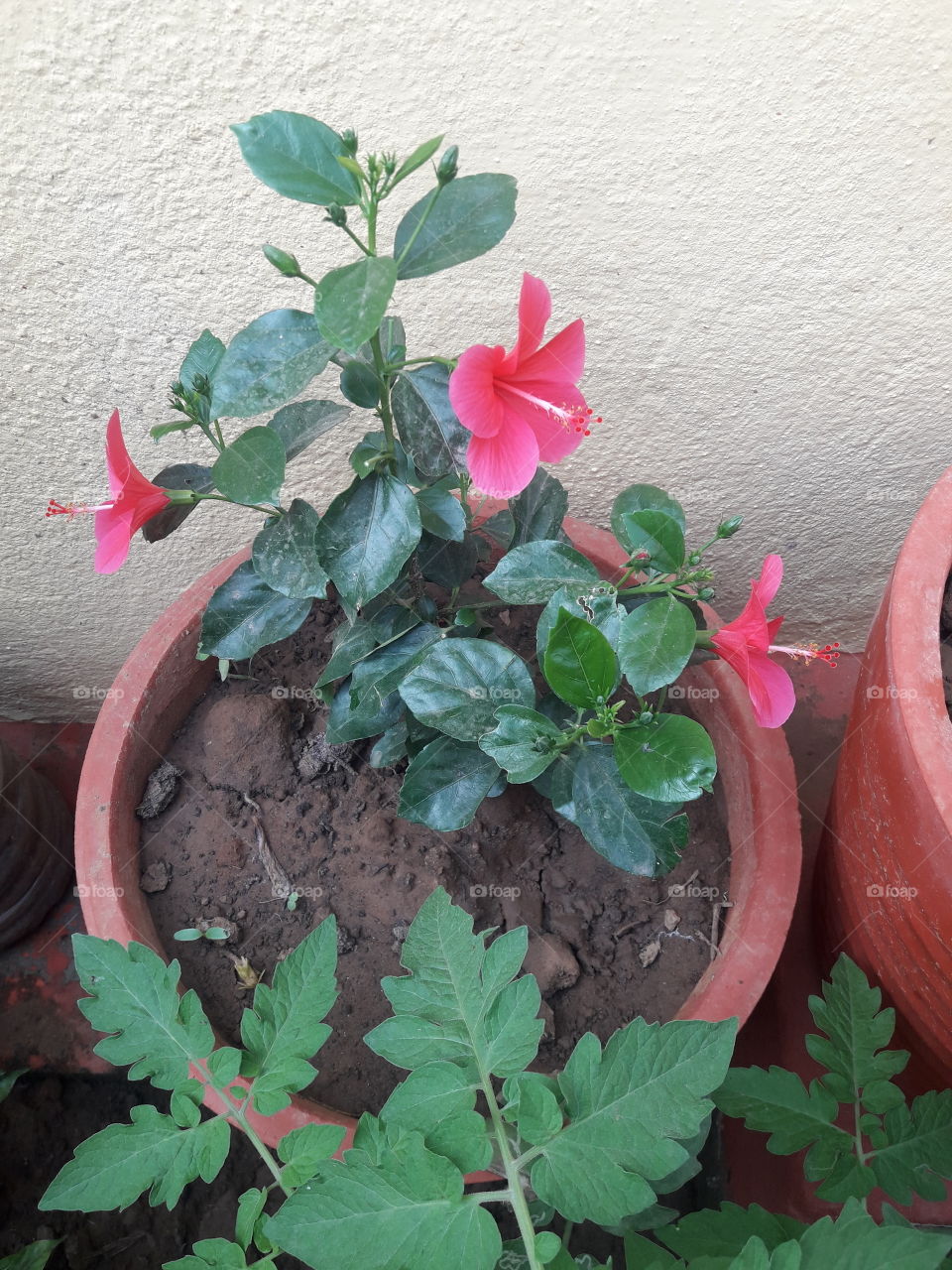 three beautiful rare hibiscus flowers