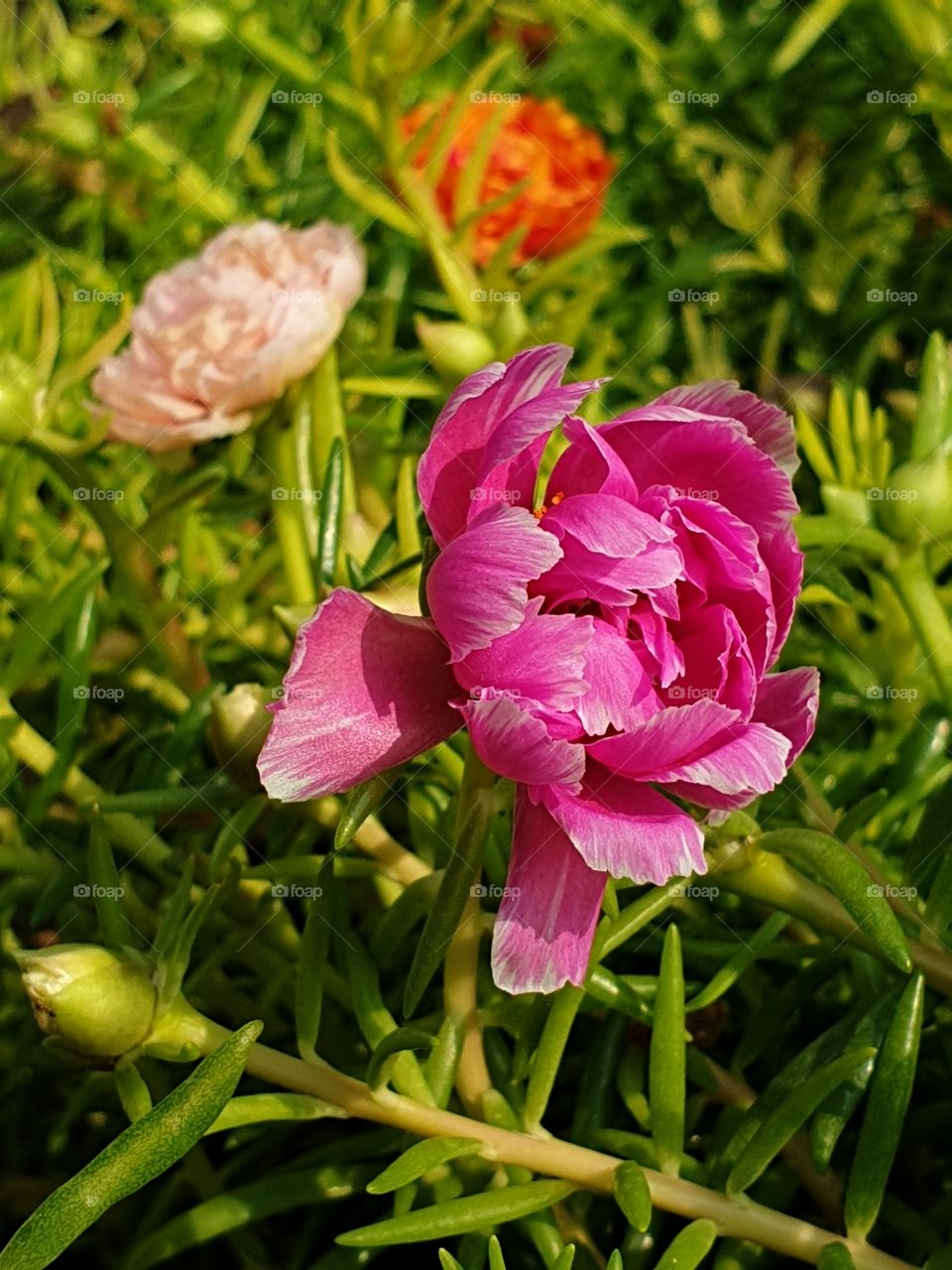 pink flower