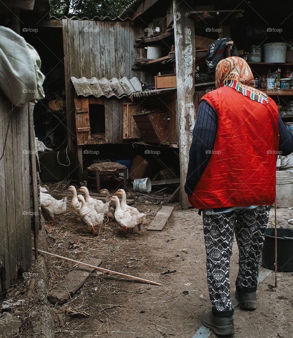 photo of the moment as the grandmother drives the ducks into the barn