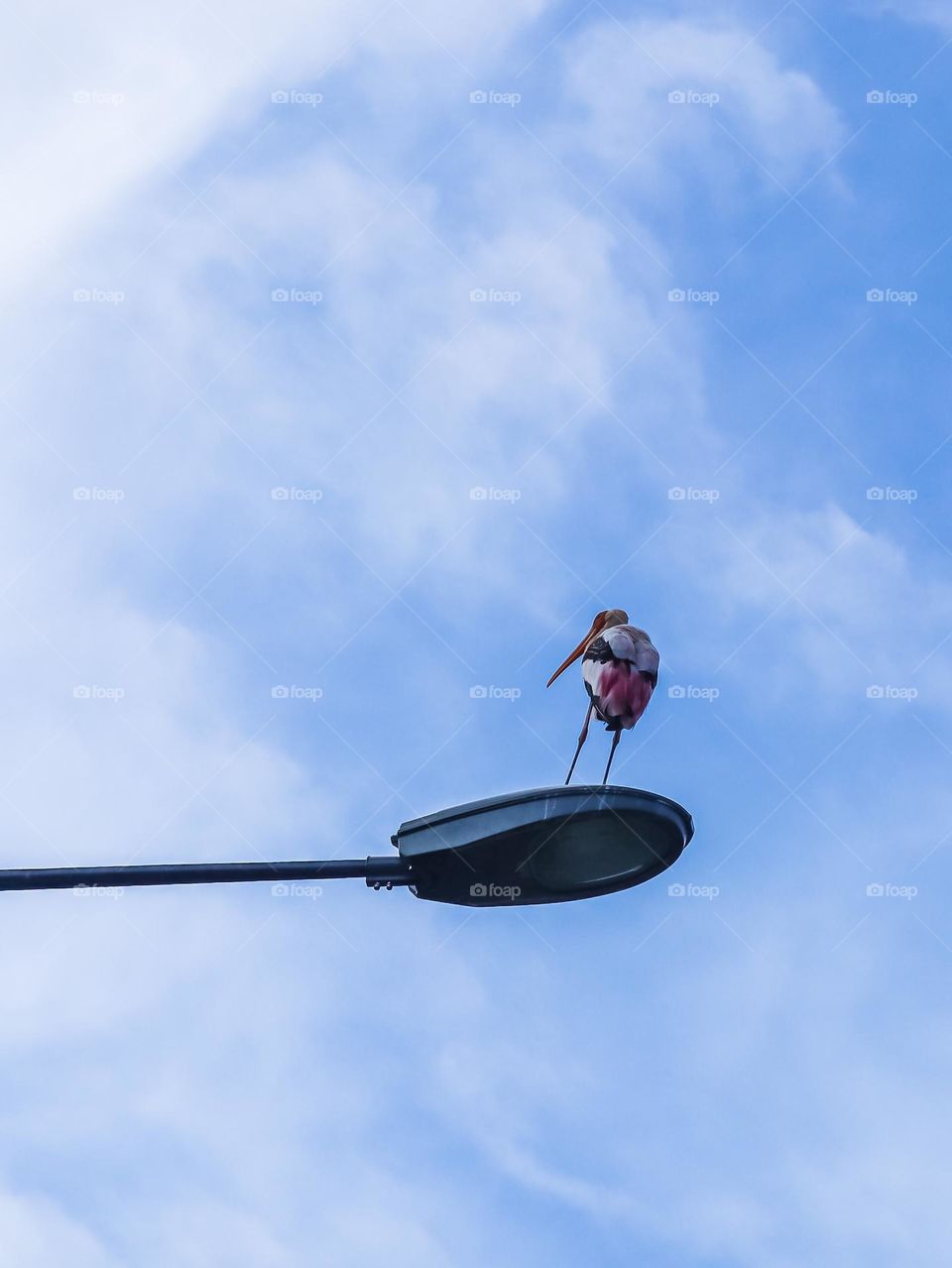 Pinkish white stork perched on the lamp post with blue sky background 