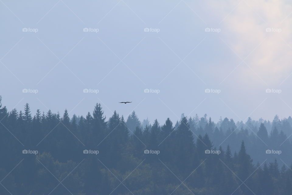 Snow, Winter, Sky, Tree, Landscape