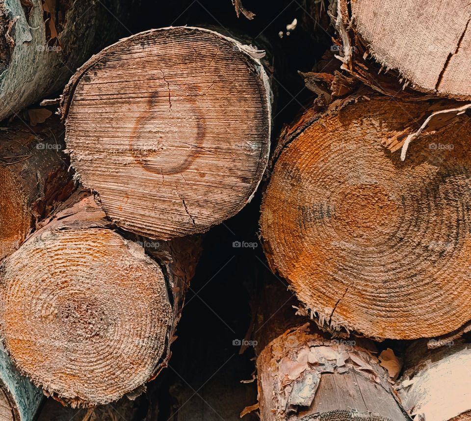 Close up of tree trunks, one trunk has a shape of a horseshoe