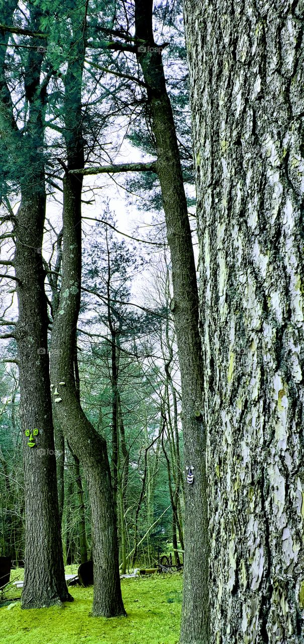 Spring is on it's way, grass growing & trees are smiling. Looking through the pine grove as Spring arrives.