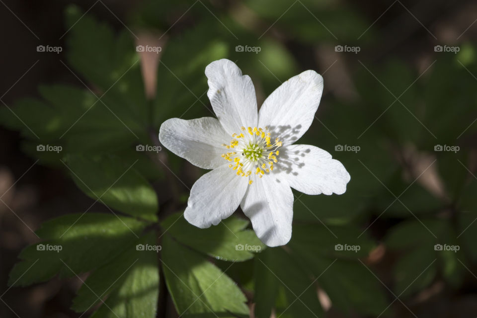 Wood anemone close-up, white flower 
Vitsippa  närbild
