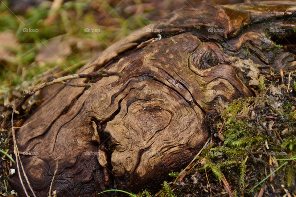 Pattern in Wood 