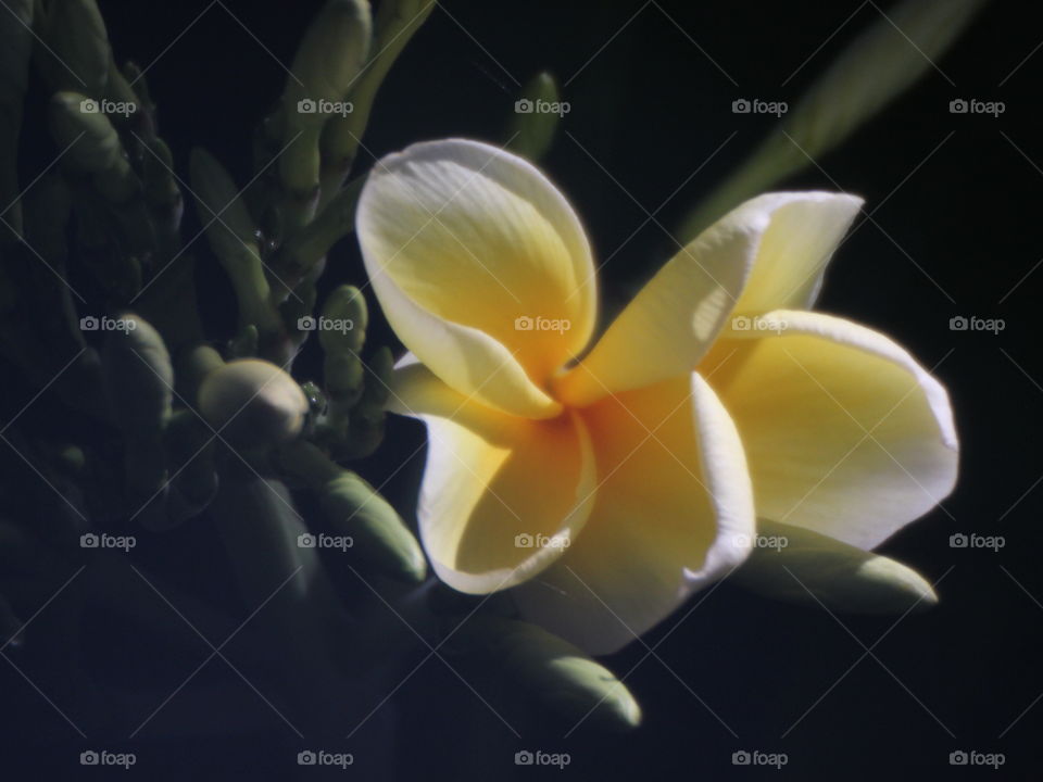 frangipani flower