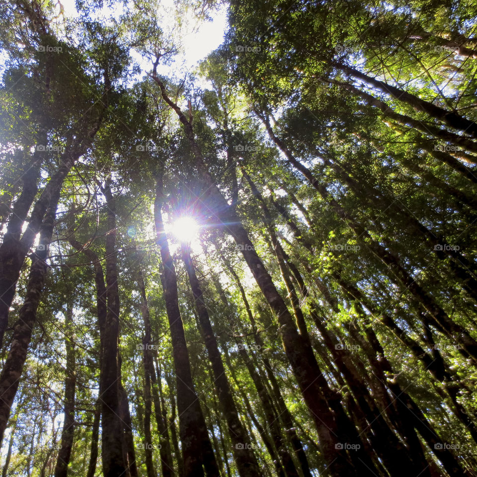 Nz Native Bush