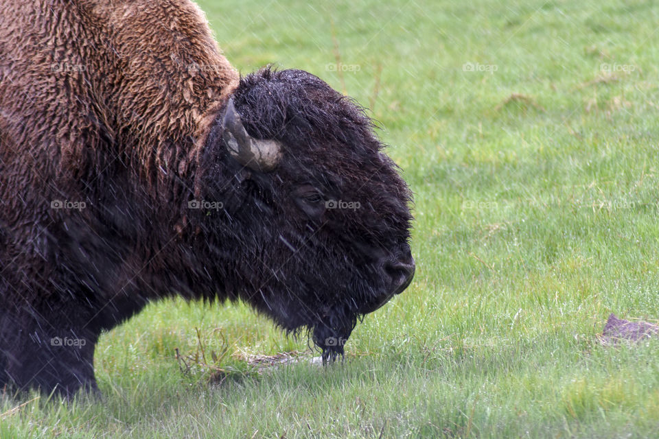 wild buffalo walking around while it's snowing