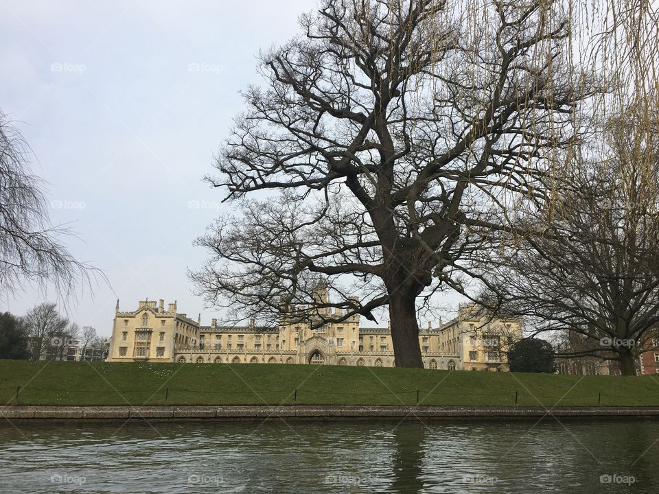 Tree, Park, Landscape, River, No Person